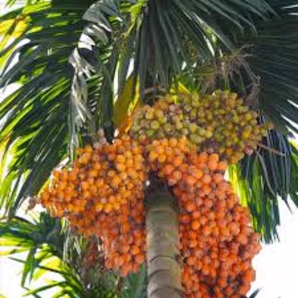 Areca nut
