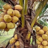 Coconut Thumnail