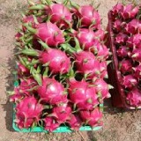 Dragon Fruit Thumnail