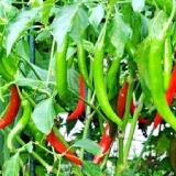 Green Chilies Thumnail