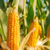 Maize Thumnail