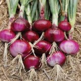 Onion Thumnail