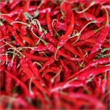 S17 Teja Chilli Thumnail