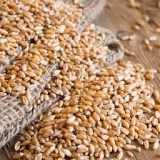 Wheat Thumnail