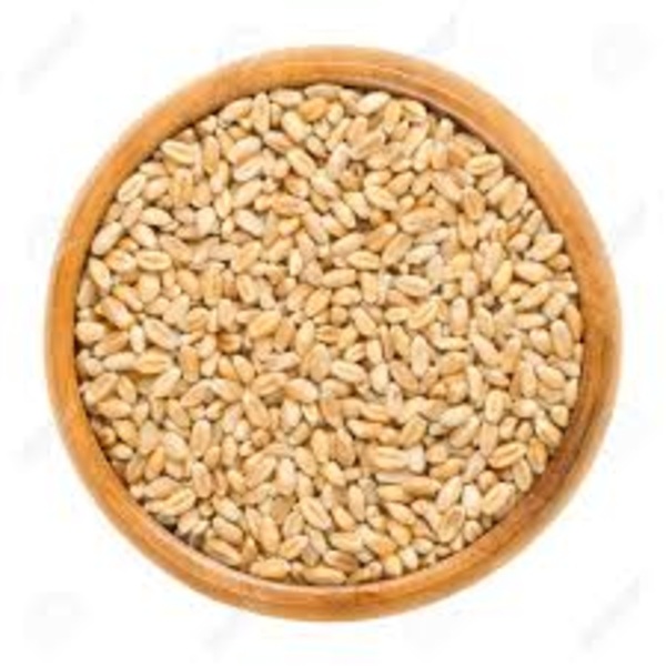 Wheat